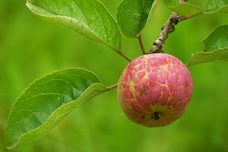 apple, fruit, vitamins, healthy, ripe, red, food