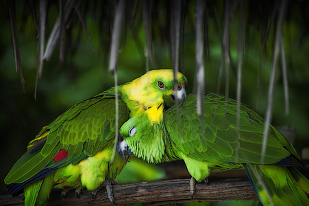 parrot, bird, tropical, macaw, wildlife, exotic, feather