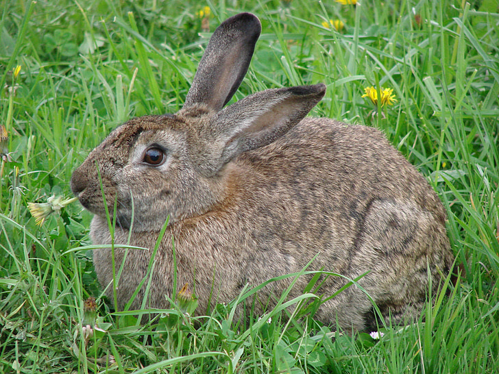 rabbit, hare, animals, grass, dandelion