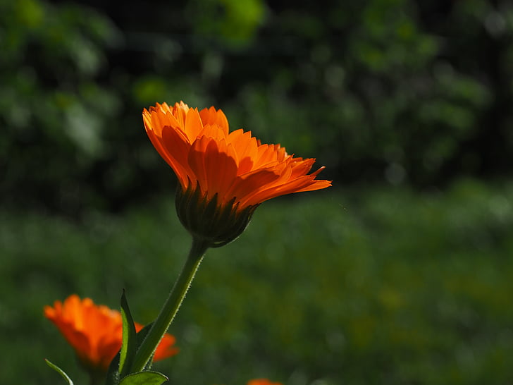 marigold, blossom, bloom, flower, orange, calendula officinalis, gardening