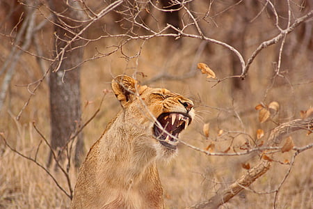 Leo, dişi aslan, Safari, Güney Afrika, Bush, Leoni, Afrika