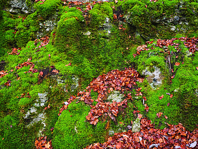 pedras, folhas, Outono, musgo, bemoost, verde, abandonada