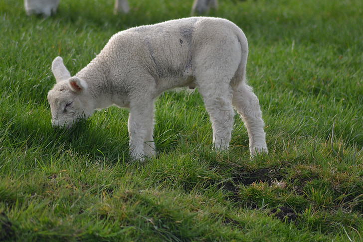 lamb, farm, sheep, baby animal, animal, farm animals