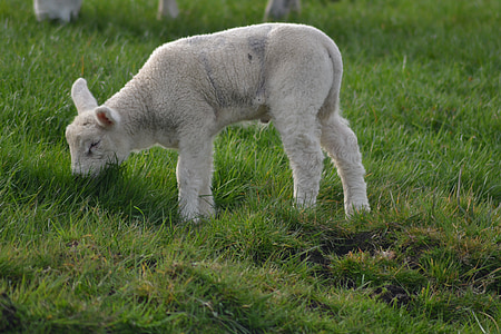 agnello, azienda agricola, pecore, cuccioli di animale, animale, animali da fattoria