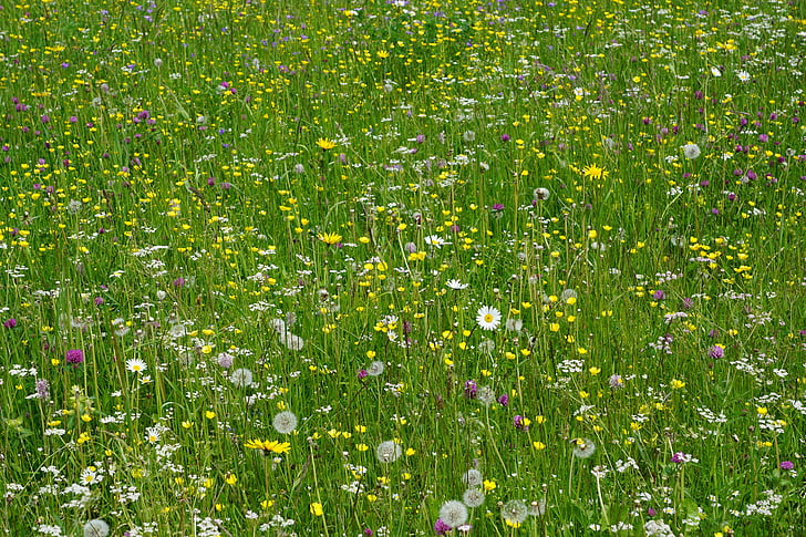 meadow, flowers, field, colorful, summer, nature, spring
