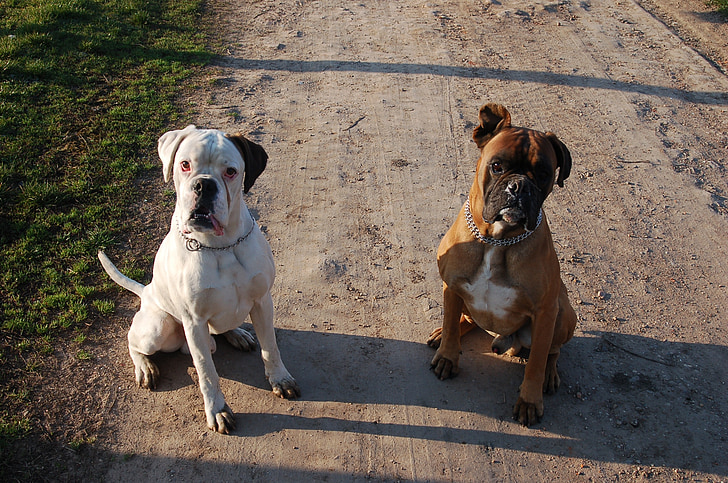 boxers, dogs, attention, discipline