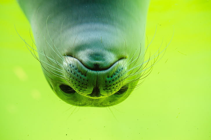 Free photo: seals, meeresbewohner, animal, sea | Hippopx