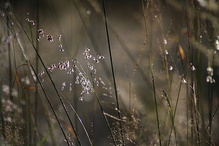 natura, matí, llum de fons, herba, gotes