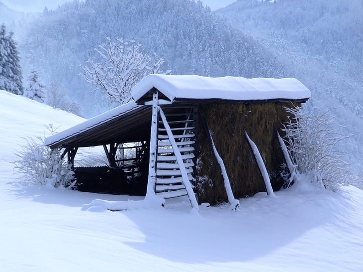 winter, white, hayrack, snow, december, nature, cold - Temperature
