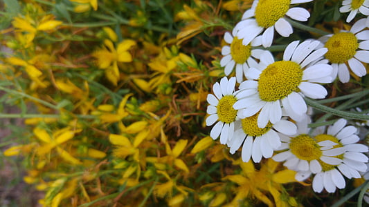 Daisy, blomst, plante, gul, hvid, natur, sommer