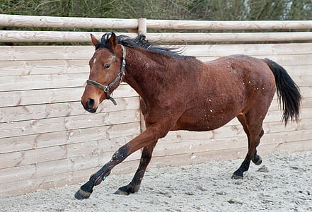 horse, run, filly, young, mare, domestic animals, livestock