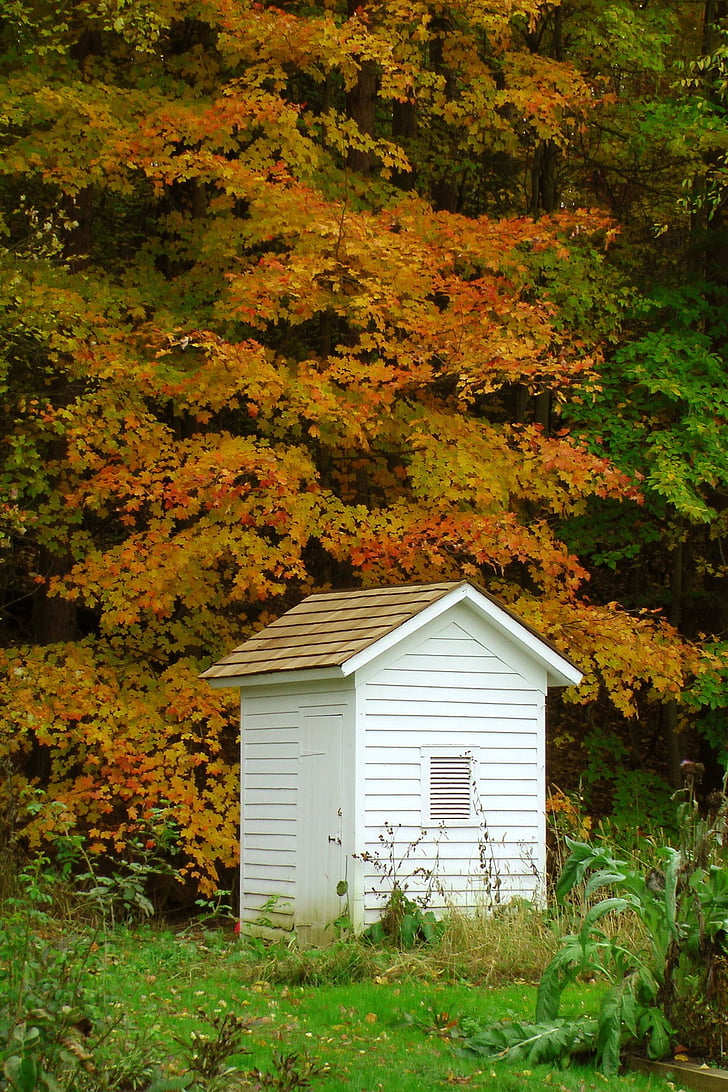 outhouse, ป่า, ต้นไม้, สีขาว, ทาสี, แยก