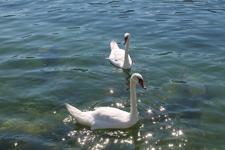 vatten, Swan, sjön