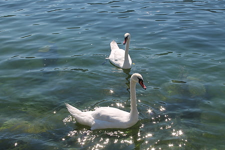 air, Swan, Danau