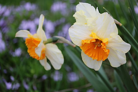 daffodils, flowers, spring, blooming, nature, green, garden