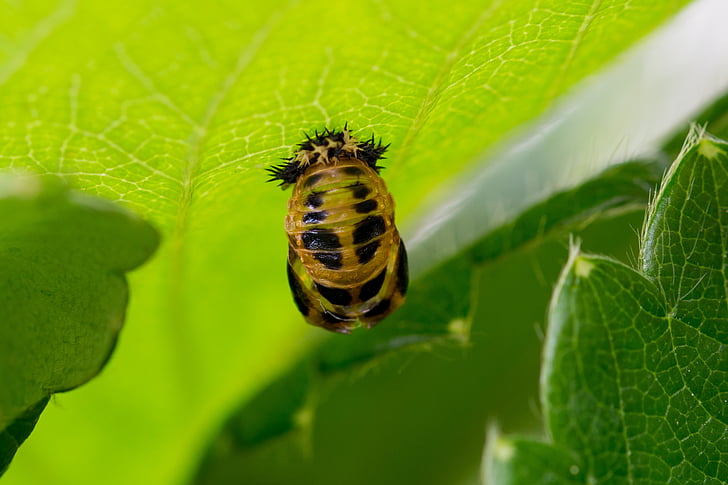 larva, Ladybug, mumie papusa, punct de douăzeci şi doi, papusa, mustăţile peri, stick-ul