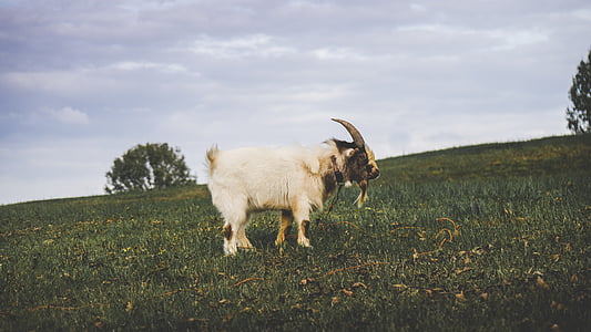 goat, animal, mountain, highland, landscape, nature, green