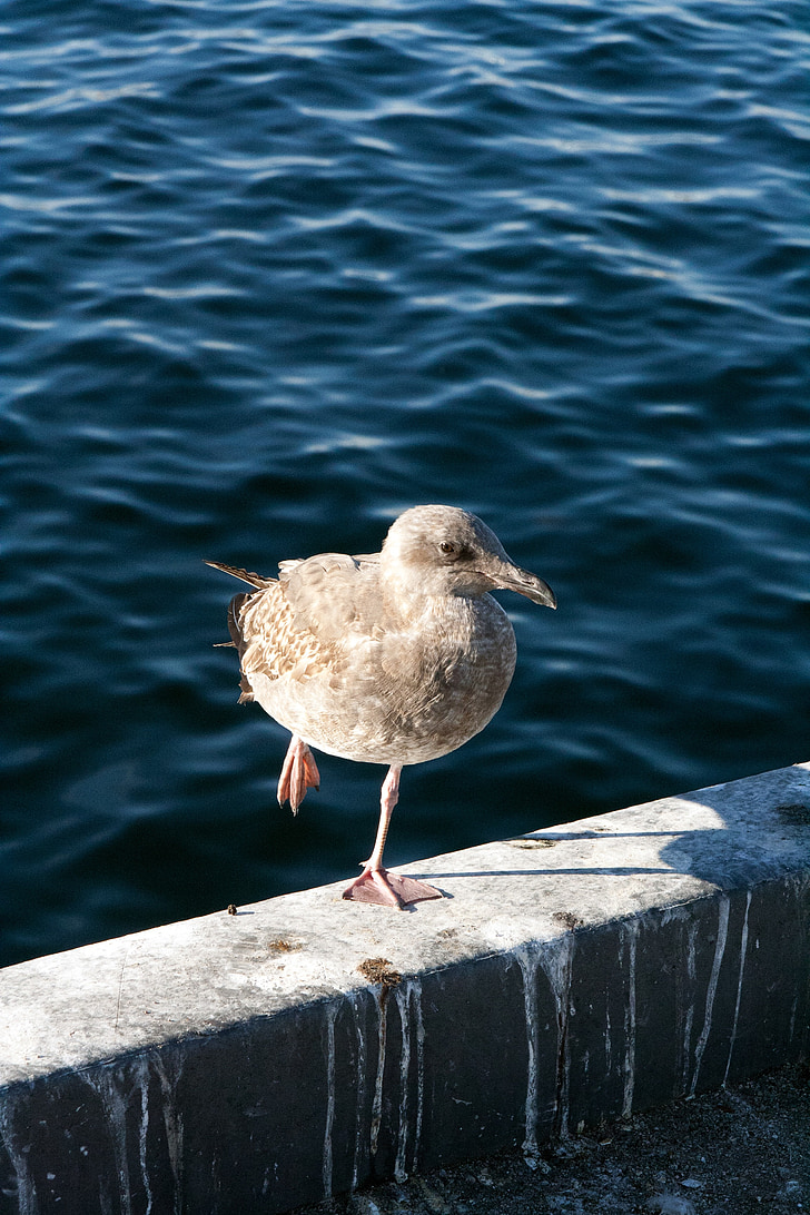 seagull, on one leg, water, port, america, bird