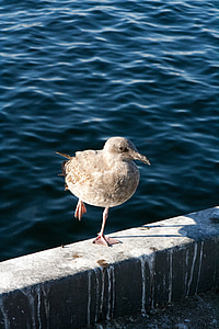 Seagull, på ett ben, vatten, hamn, Amerika, fågel
