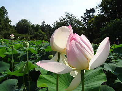 Lotus, óriás tündérrózsa, víz, zöld, virág, zöld levelek, nyári