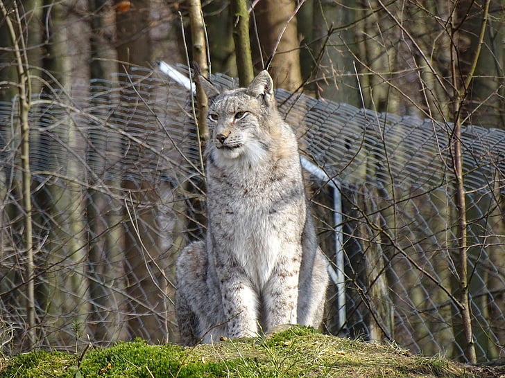 Lynx, vilda djur, Wildcat, Zoo, djurvärlden