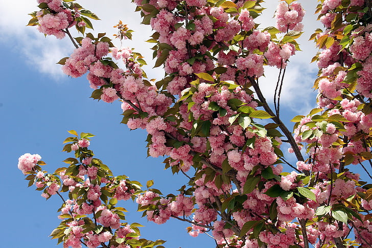 japanske cherry, blomster, våren, blomst, natur, treet, kirsebærtre blomstrer