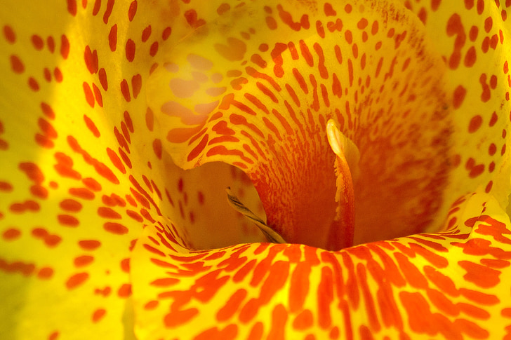 yellow, red, flower, petal, macro
