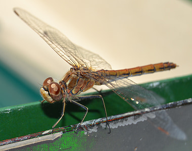 Dragonfly, insekt, guldsmede, dyr, natur, flyvende insekter