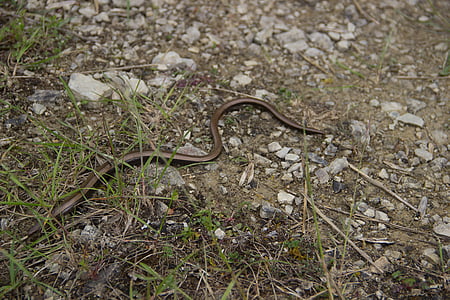 snake, natrix, slow worm, nature, ground