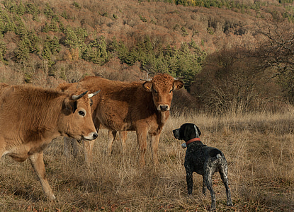 lozère, hunting dog, cows, meeting, animal, nature, grass