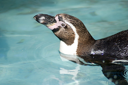 フンボルト ペンギン, ペンギン, フンボルト, ビル, 魚, 鳥, 泳ぐ