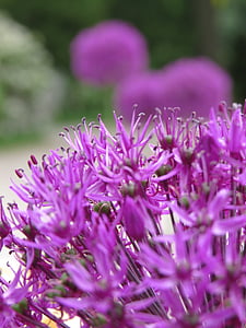 púrpura, naturaleza, flor morada, verano, umbela