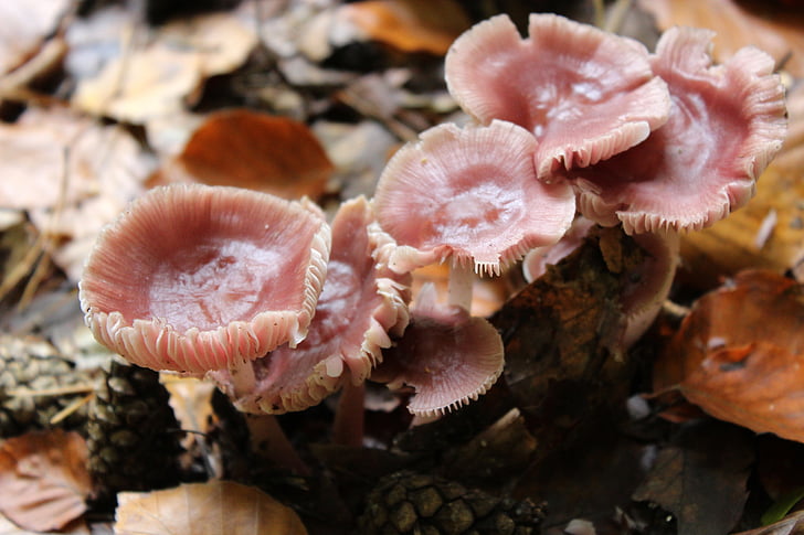 sieni, vaaleanpunainen, metsäsieniä, Metsä
