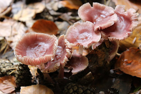 houby, růžová, lesní houby, Les