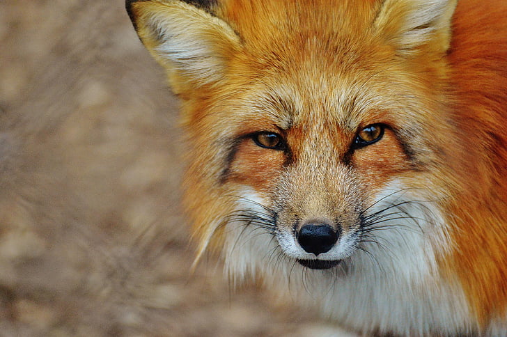 Fuchs, poing de Wildpark, animal, photographie de la faune, nature, monde animal, portrait animaux