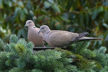 Dove, s límečkem, pták, Streptopelia decaocto, smývání, zahrada
