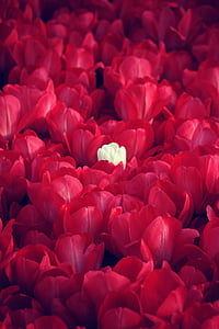 steeg, rood, rode rozen, bloem, liefde, romantiek, wit