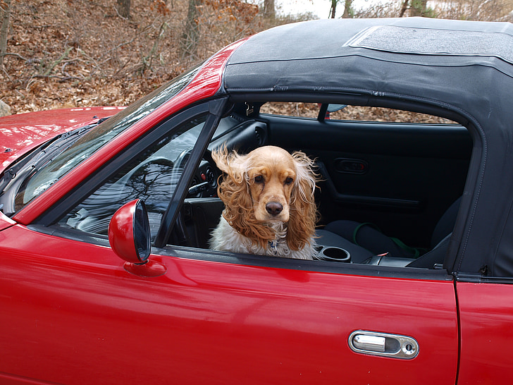 コッカー ・ スパニエル, 犬, 車, 幸せです, クールな, 銃犬, 運転