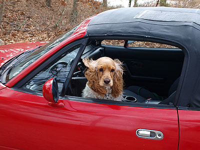 cocker spaniel, dog, car, happy, cool, gun dog, driving