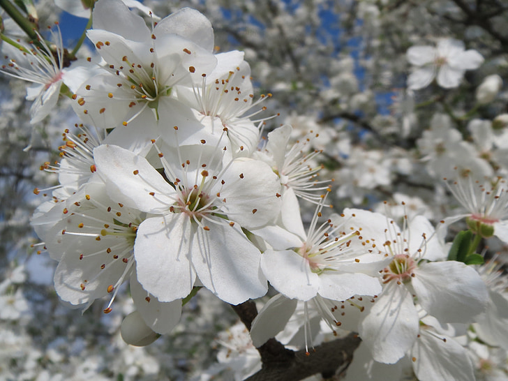 Prunus domestica, Blossom, macro, fleur, Inflorescence :, flore, botanique