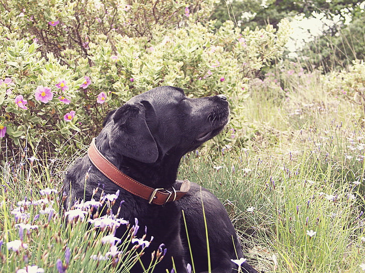 Labradoras, šuo, Gamta, guli šuo, žolės, pieva