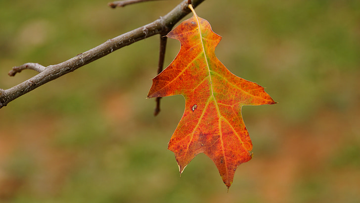 podzim, čepel, barevné, červená barva, podzimní listí, Barva, list