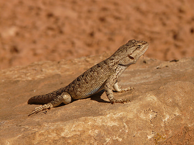iguana espinhosa no deserto, Proechimys iguana, Iguana, animal, réptil, deserto, fauna