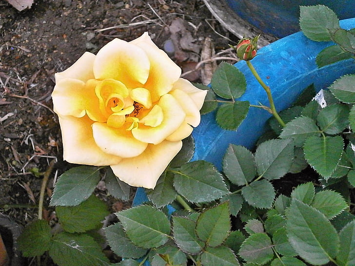 Róża, żółte kwiaty, rośliny doniczkowe, ogród różany, Natura, liść, roślina