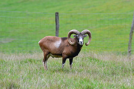 mouflon, horns, wildlife park, deer park, animal, horn, grass