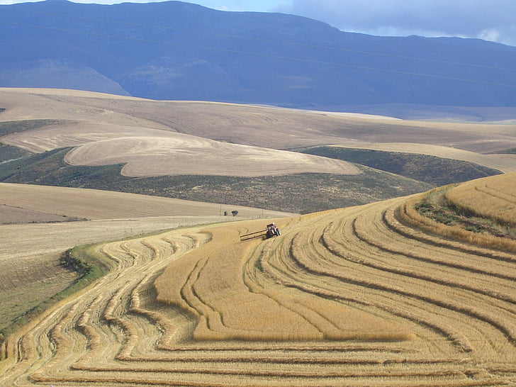 south africa, harvest, garden route, tractor, farm