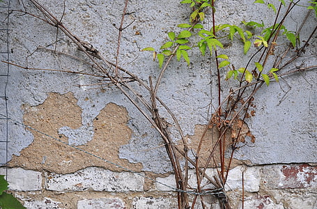 zid, žbuka, ranke, lišće, zelena, fasada, siva