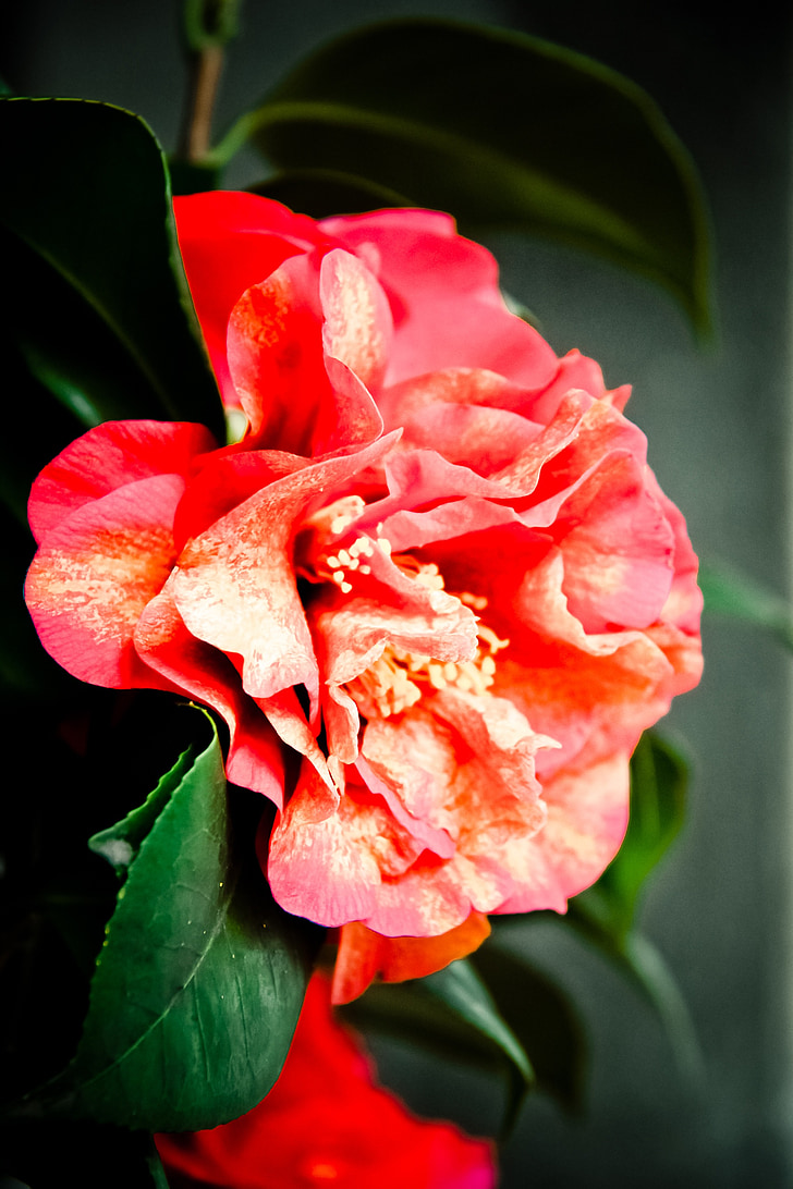 blomst, Camellia, lys, liten, bud