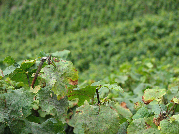 vi, fulles de vinya, viticultura, vinya, verd