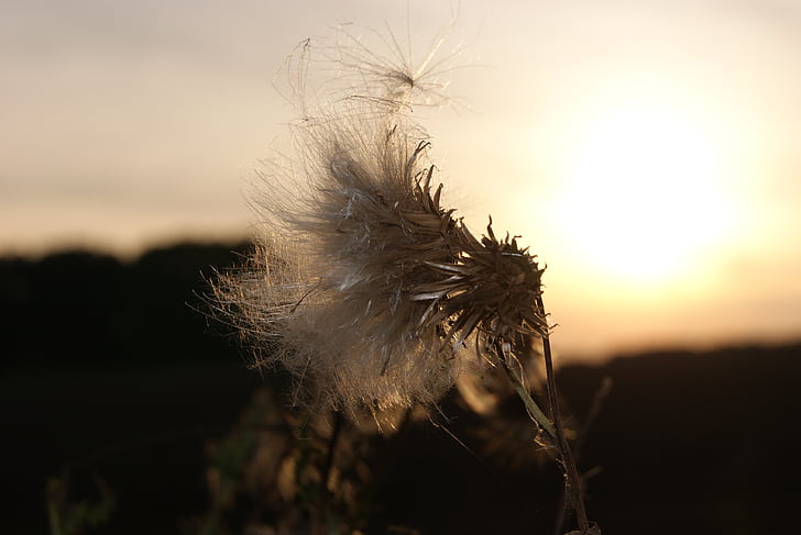 Thistle, sole, tramonto, Abendstimmung